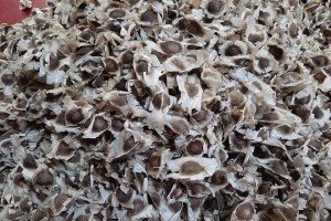 Graines de Moringa from Kenya
